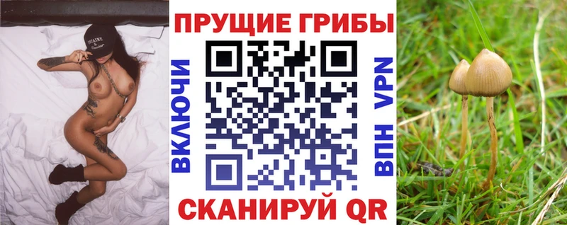 Псилоцибиновые грибы GOLDEN TEACHER  как найти закладки  Грозный 